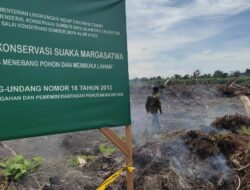 Perkembangan Sawit di Rawa Singkil Ancam Kelestarian Lingkungan