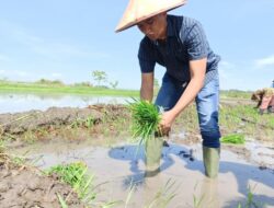 Tokoh Muda Aceh berbagi Hasil Panen Padi, Dua kali di Terjang Banjir