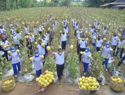 TNI AL Lanal Lhokseumawe Panen Melon Golden