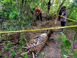 Polisi Aceh Timur Buru Pembunuh 3 Harimau Sumatera