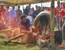 Keude Krueng Geukueh Sembelih 21 Hewan Kurban di Hari Raya Idul Adha 1443 H