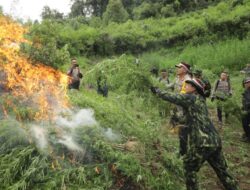 Semarak Kemerdekaan RI Ke-77, BNN Musnahkan 4 Hektare Ladang Ganja Di Mandailing Natal