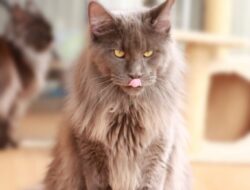 Obama Cattery : Breeder Kucing Ras Mainecoon Import dari Russia