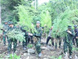 BNN Musnahkan Ladang Ganja dan Dukungan Pemkab Aceh Selatan Membangun Balai Rehabilitasi