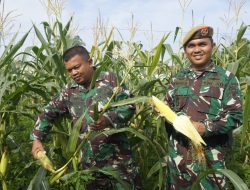 Denarhanud-001 Laksanakan Panen Jagung Sebagai Dukungan Ketahanan PanganÃ‚Â 