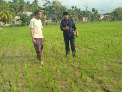 Bendung Krueng Pase Diduga Terbengkalai, Petani Minta Perhatian Khusus dari Presiden RI