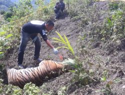 BKSDA: Harimau Sumatera Mati Terkena Jerat di Buket Meuh, Aceh Selatan