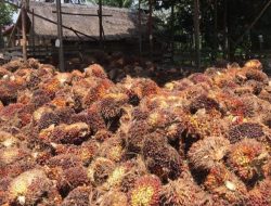 Nek Jir: Harga TBS Kelapa Sawit di Aceh Utara Mulai Naik