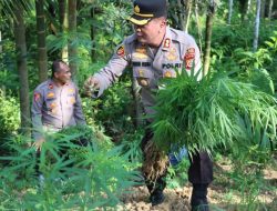 AKBP Deden Heksaputera Pimpin Musnahkan 2 Hektar Ganja di Aceh Utara, 1 Pria Diamankan