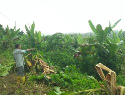 Gajah Liar Rusak Tanaman Warga, Petani Kebun di Paya Bakong Resah