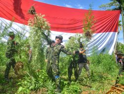 HUT RI ke 78, BNN Musnahkan 4,5 Hektar Ladang Ganja di Aceh Utara