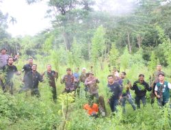 Polres Aceh Utara Musnahkan 5 Hektar Ladang Ganja di Sawang