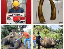 Tim Resmob Sat Reskrim Polres Lhokseumawe Tangkap Tersangka Pembunuhan Gajah