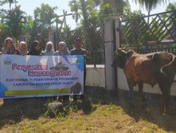 PDAM Krueng Peusangan Serahkan 15 Ekor Sapi ke Gampong di Kabupaten Bireuen