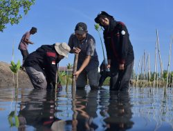 Peringati Hari Lingkungan Sedunia, FJL Adakan Aksi Tanam Mangrove di Pesisir Pantai Lampulo