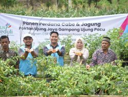 PLN NP UP Arun Sukses Panen Perdana Cabe dan Jagung Bersama Kelompok Tani Ujung Jaya