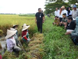 Mentan RI: Optimalisasi Lahan Pertanian di Aceh Utara