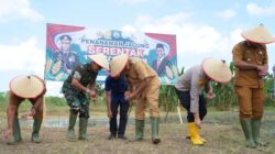 Amrullah Bersama Nova Tanam Jagung Bareng Forkopimda di Pante Rambong