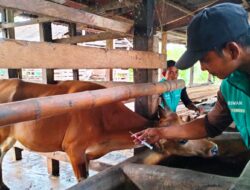 Vaksin Kosong, Peternak Sapi Aceh Utara Pakai Ramuan Herbal Tangkal PMK