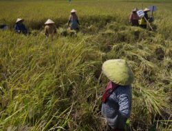 PT PIM: Pupuk Subsidi Bisa Ditebus Petani, Ini Syaratnya