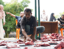 Unimal Kurban 13 Ekor Sapi di Kampus Reuleut, 8 Lainnya untuk Warga Sekitar