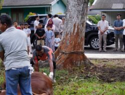 Hari Raya Idul Adha 1446 H: PT PIM Salurkan 28 Hewan Kurban ke Desa Sekitar Perusahaan