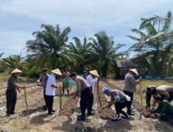 Muspika Dewantara Gelar Penanaman Jagung Serentak Kuartal III di Paloh Gadeng