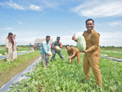 Berkah Musim Kemarau, Semangka Banda Baro Bikin Petani Beu Sareena Panen Cuan