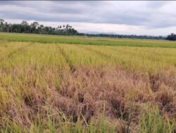 Petani Cot Girek Keluhkan Serangan Hama Wereng, Harga Gabah Belum Terkendali