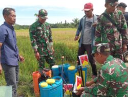 Dinas Pertanian Aceh Utara Gelar Gerakan Pengendalian Hama Wereng di Cot Girek