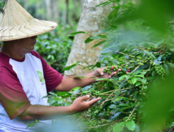 Bank Indonesia (BI) Lhokseumawe Perkuat Pasar Ekspor Kopi Aceh
