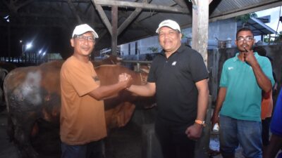 Optimalkan Bantuan Presiden, Bupati Bireuen Beli 90 Ekor Lembu untuk Meugang Korban Banjir
