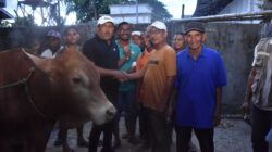 *Optimalkan Bantuan Presiden, Bupati Bireuen Beli 90 Ekor Lembu untuk Meugang Korban Banjir