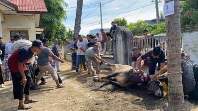 Warga Cureh Sembelih 45 Ekor Hewan Qurban