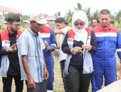 Dukung Pelestarian Ekosistem, PHE NSO Tanam Ratusan Mangrove dan Tebar 700 Bibit Kepiting