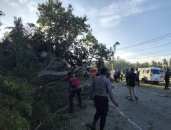 Pohon Tumbang Blokir Jalur Banda Aceh–Medan di Pidie, Arus Lalu Lintas Sempat Tersendat