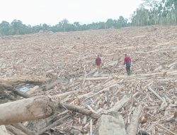 Kayu Gelondongan Penuhi Sungai, Jejak Banjir Bandang di Langkahan Aceh Utara